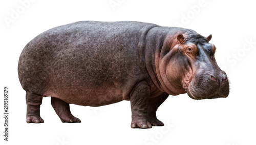 Fotografía Large grey hippopotamus standing, isolated on transparent background