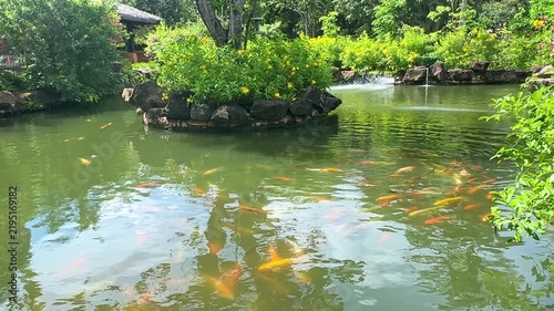 Colorful koi fish swim gracefully in a serene pond, surrounded by lush green plants and rocks, with sunlight reflecting off the water's surface in a tranquil garden environment