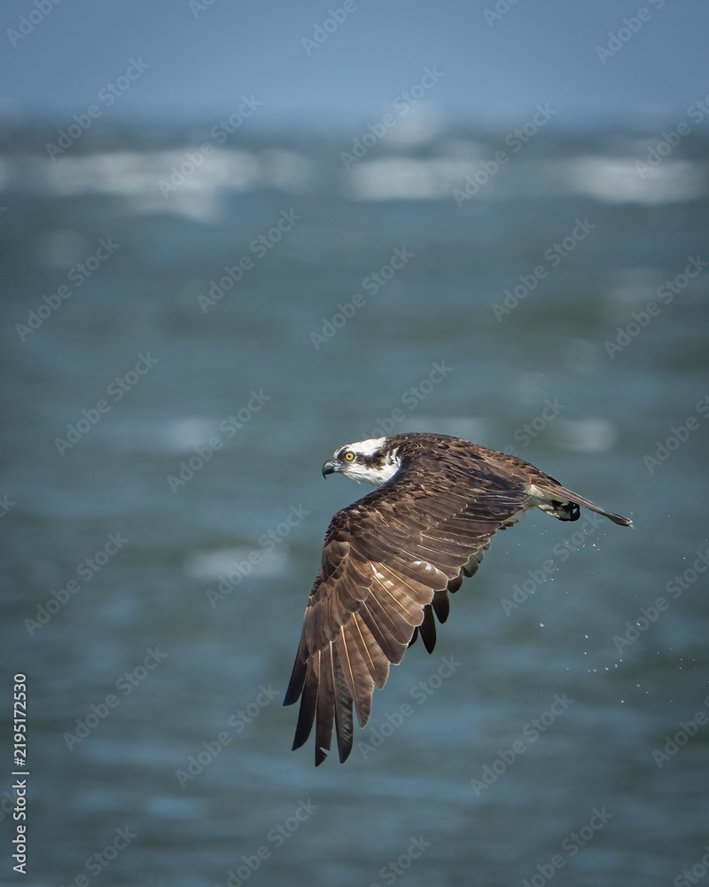 Fototapeta premium Osprey diving and catching fish