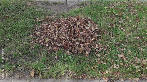 Fallen brown leaves forming a growing pile on a green grass lawn during autumn. Seasonal garden maintenance and raking foliage