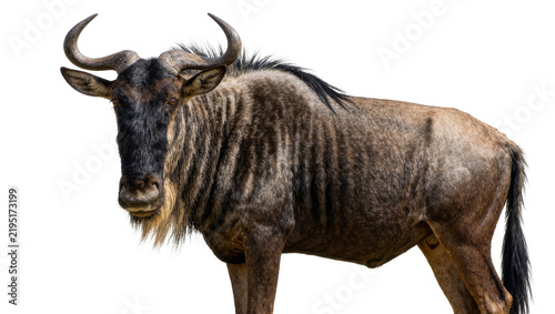 Photography Wildebeest with curved horns dark mane and striped body, isolated on transparent