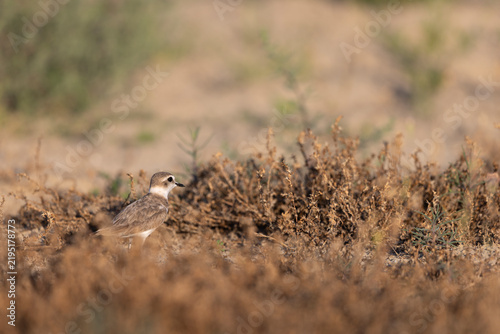 Bild auf Leinwand Kentish Plover Female or Immature (Charadrius alexandrinus) Standing in Dry Coas