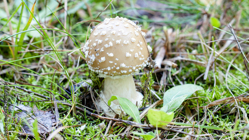 Quadro su tela fly agaric mushroom