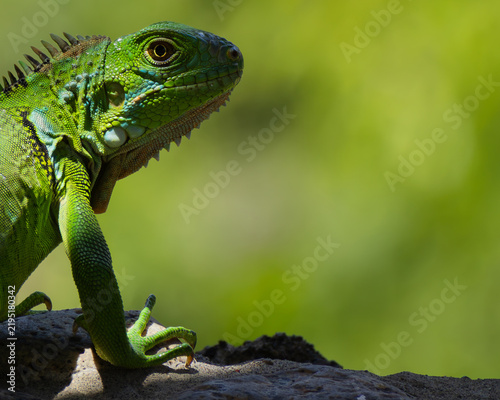 Foto green iguana with green background