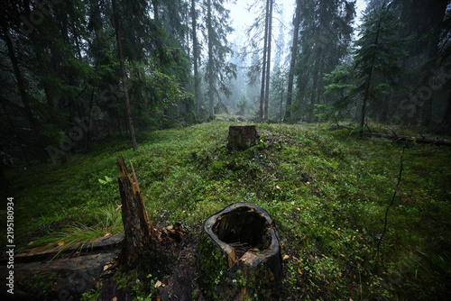 Photography Misty Nordic Boreal Forest Landscape with Mossy Tree Stumps and Tall Pine Trees