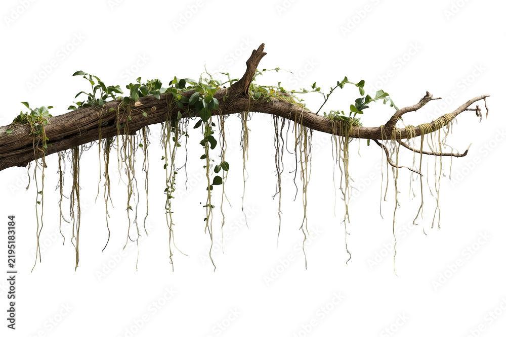 Obraz premium Long mossy branch with hanging vines