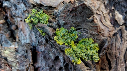 Close up of vibrant yellow green lichen texture on old tree bark.
