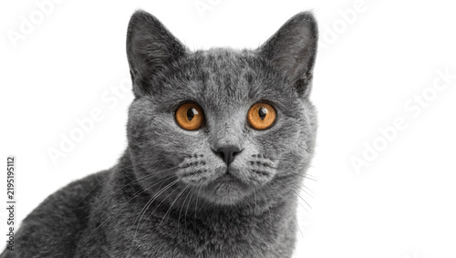Fluffy grey British Shorthair cat with bright orange eyes, isolated on transparent background