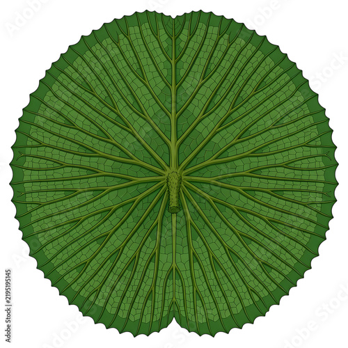 Top view of a large circular lily pad leaf with detailed radial venation pattern and scalloped edges, illustrated in a botanical style isolated on transparent background