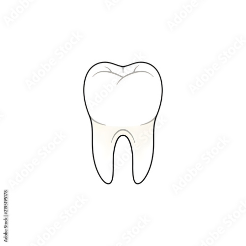 Illustration of a human molar tooth isolated on white background