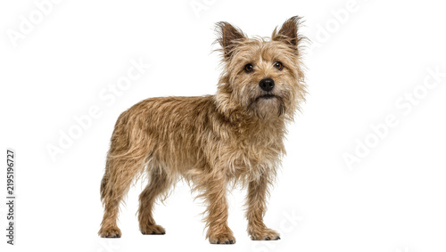 Bild auf Leinwand Small shaggy brown Cairn Terrier dog standing, isolated on transparent backgroun