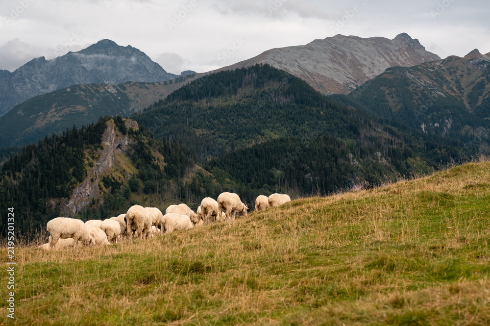 Fototapeta premium A flock of sheep grazing on the grassy slopes of Rusinowa Polana in the Tatra Mountains, Poland