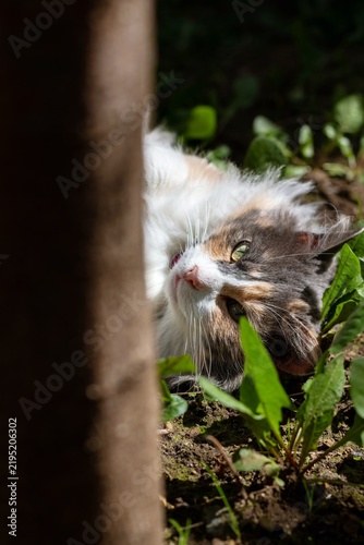 Fotografie Face of a beautiful cat lying on the grass, basking in the sun