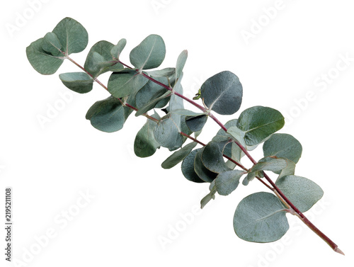 Fotografie A single stem of silver dollar eucalyptus featuring textured foliage and reddish