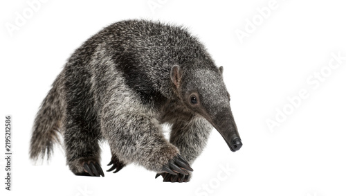 Bild auf Leinwand Giant anteater with shaggy fur and long snout, isolated on transparent backgroun