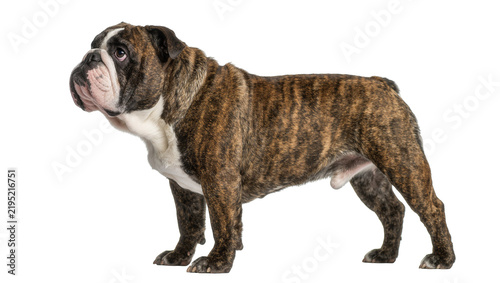 Quadro su tela Brindle bulldog standing, isolated on transparent background