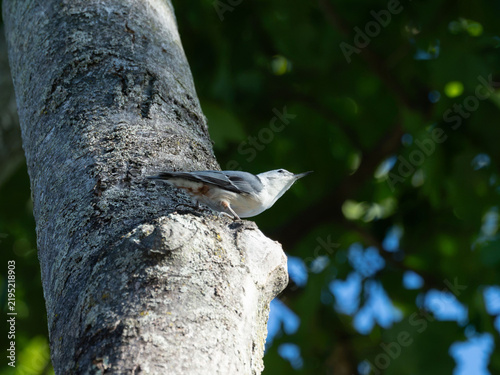 Obraz na plátně a noisy nuthatch in a tree