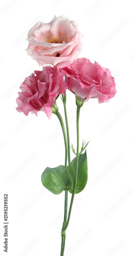 Obraz premium Beautiful pink eustoma flowers isolated on white