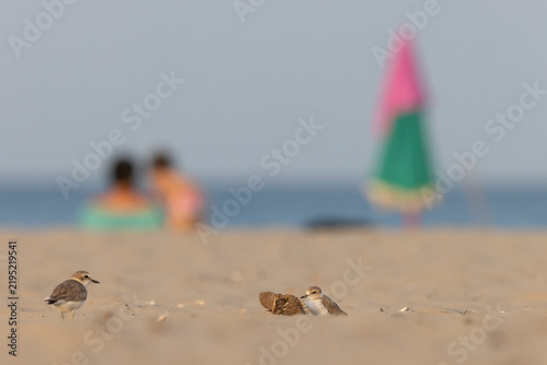 Photography Kentish Plovers (Charadrius alexandrinus) Resting on Sandy Beach with Blurred Be