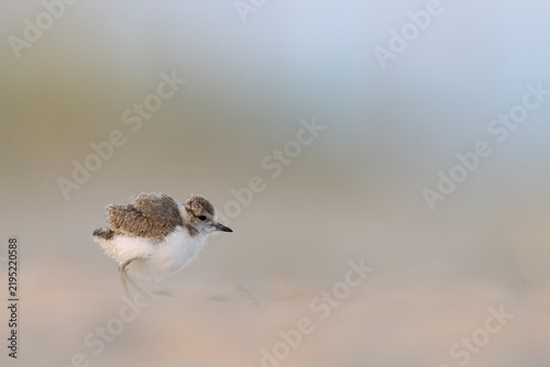 Foto Kentish Plover (Charadrius alexandrinus) Walking Towards Camera on Shell Covered