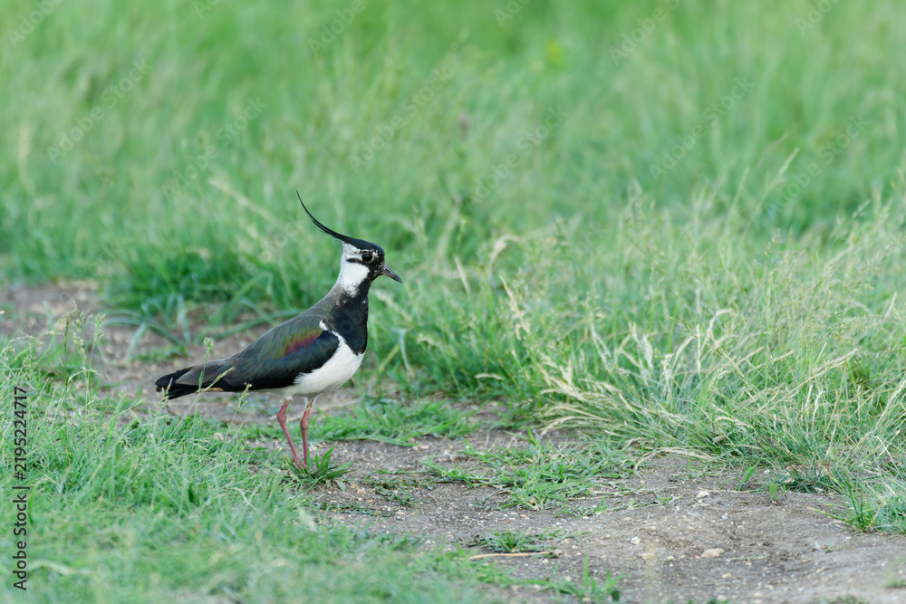 Fototapeta premium Northern lapwing (Vanellus vanellus) standing on the ground in a green field