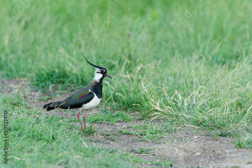 Fotografie Northern lapwing (Vanellus vanellus) standing on the ground in a green field