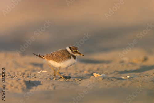 Bild auf Leinwand Little Ringed Plover Chick (Charadrius dubius) Foraging on Sandy Beach in Golden