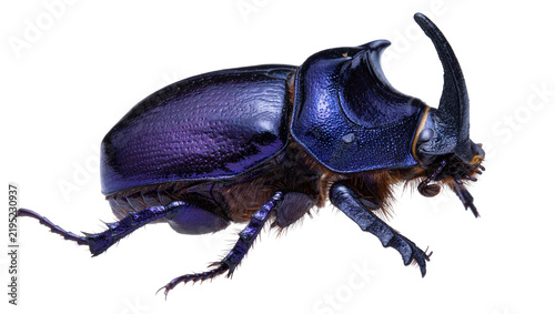 Fotografie Majestic iridescent blue rhinoceros beetle with prominent horn, isolated on tran