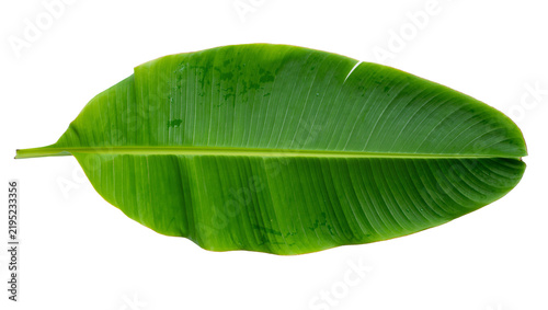 Foto Vibrant green banana leaf with prominent veins, isolated on transparent backgrou