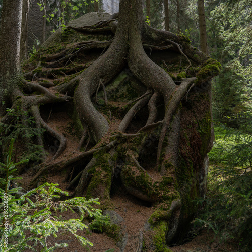 фотографія Mossy tree roots wrapping around a large boulder in a forest