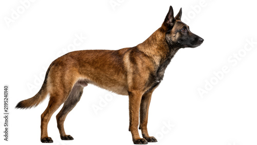Canvas Print Alert Belgian Malinois dog standing, isolated on transparent background