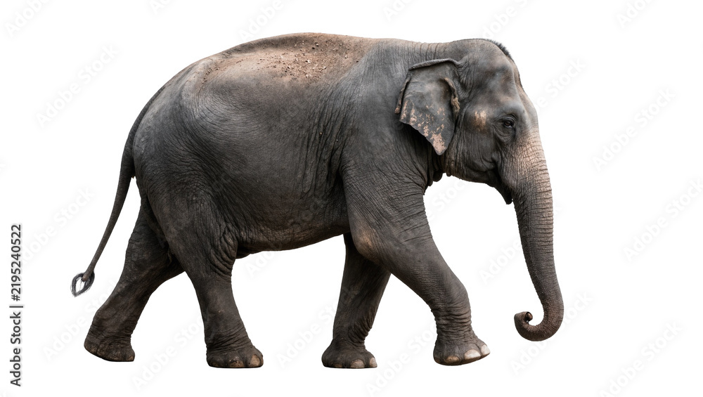 Fototapeta premium Large grey elephant walking, isolated on transparent background