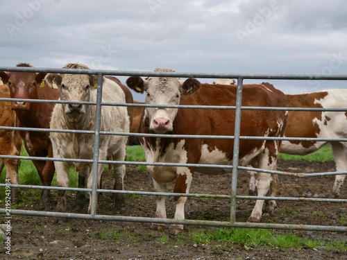 Fotografie Cattle gather near metal gate in grassy pasture under cloudy sky
