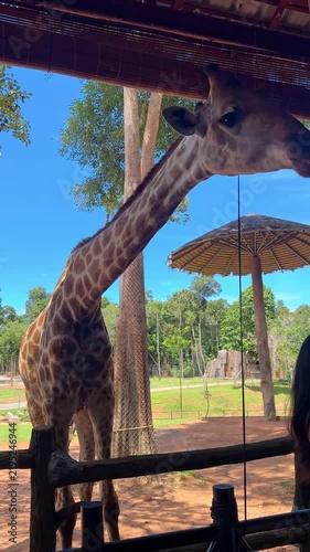 Giraffe at Safari park on Phu Quoc island. Giraffe standing near a wooden fence in a natural habitat with trees and another giraffe visible in the background under blue sky. Wildlife concept