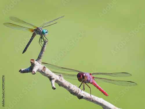A Focus Stacked Close-up Image of a Roseate Skimmer and Blue Dasher Dragonfly Sharing a Perch