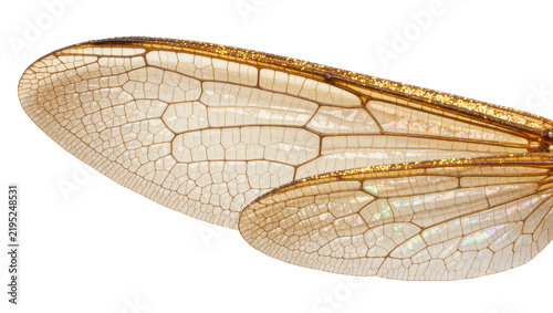 Bild auf Leinwand Detailed dragonfly wing with intricate veins and golden edges, isolated on trans