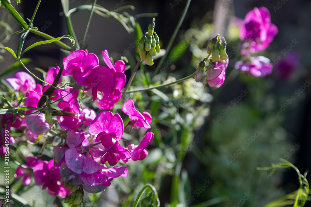 Obraz premium Vibrant pink sweet pea flowers blooming in a sunny garden setting.