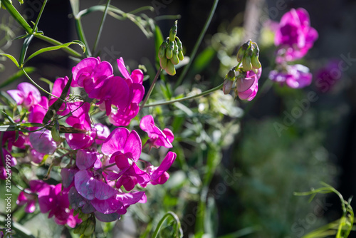 Vibrant pink sweet pea flowers blooming in a sunny garden setting.