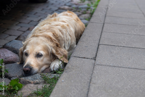 Golden retriever rests its head on a paved road next to a sidewalk kerb.