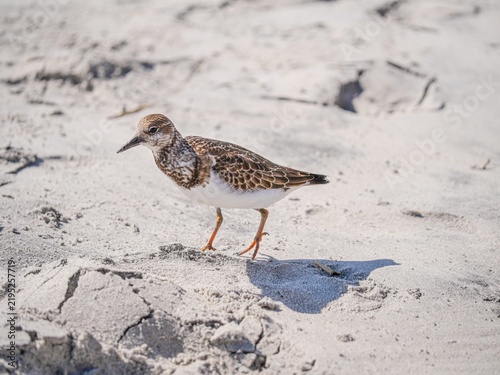 Ruddy turnstone shorebird walking on beach sand