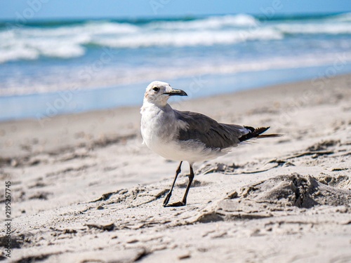 Laughing gull standing on beach sand by ocean waves