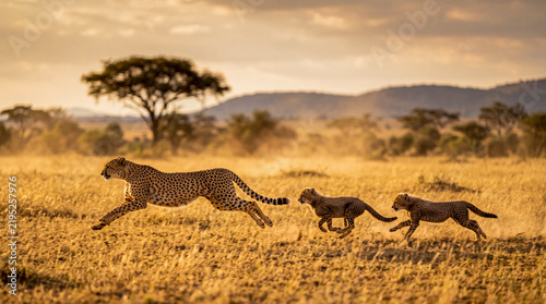 Cheetah Mother Running with Two Cubs Across African Savanna
