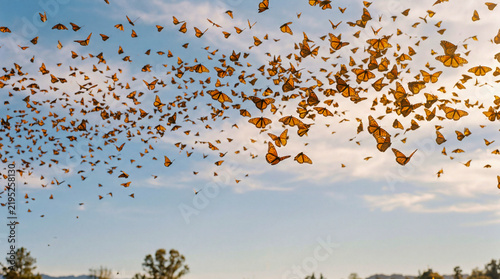 Massive Swarm of Monarch Butterflies Flying in Blue Sky During Migration