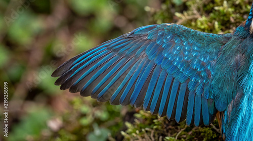 Macro Close-Up of Kingfisher Wing Showing Iridescent Blue Feathers