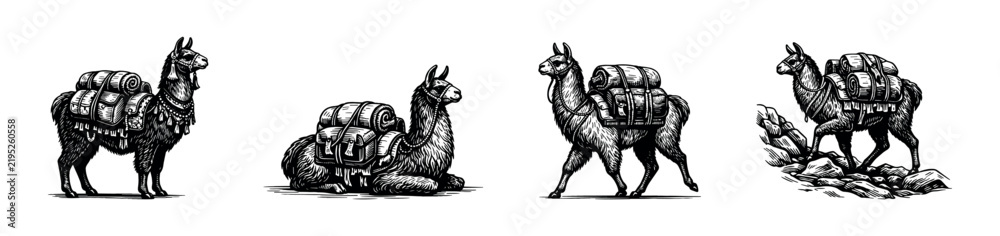 Obraz premium Black and white vector illustration of llamas with backpacks in various poses