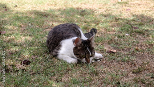 Gattina