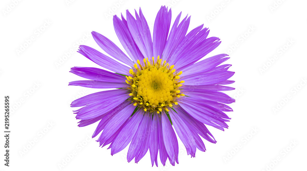 Fototapeta premium Isolated single vibrant purple aster flower with bright yellow center, beautiful blossom