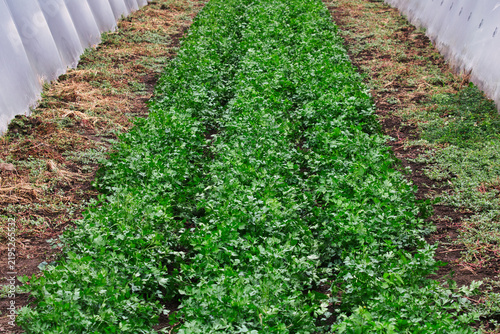 Green parsley herbs growing in a long organic soil row inside a commercial polytunnel greenhouse.