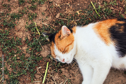 A cute tricolor calico cat sleeping peacefully on the garden soil ground outdoors in daylight.