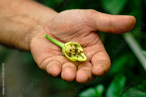 A caterpillar pest damaging the inside of a green pepper pod held in an open human hand outdoors.